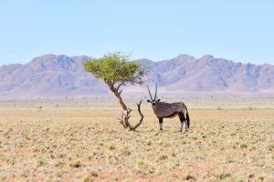 Oryx along the desert landscape in the NamibRand Nature Reserve in Namibia.