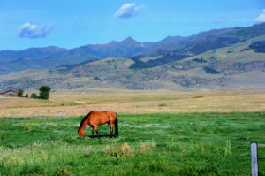 Lone horse grazes green pasture land in Paradise Valley