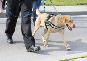 Customs officer and his dog © Belish | Dreamstime.com