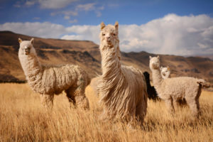 Llamas in Andes Mountains, Peru © Pavel Svoboda | Dreamstime.com