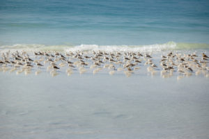 Siesta Key Beach