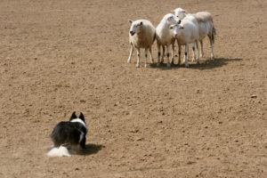 Sheep Dog Demonstration