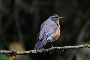 Bird Watching in Vancouver Canada