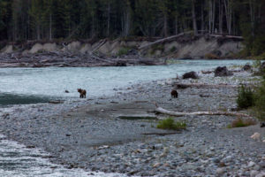 Bears in British Colombia