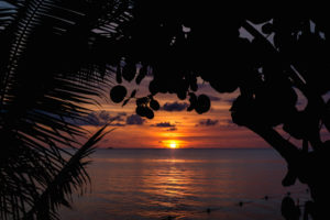 Jamaican Sunset through Palms