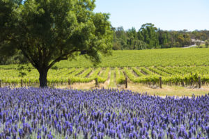 Vineyard and lavender, Barossa Valley, Australia