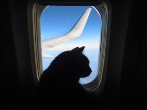 Cat traveling on an airplane