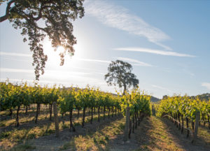 California Valley Oak tree in vineyard at sunrise in Paso Robles vineyard in the Central Valley of California United States