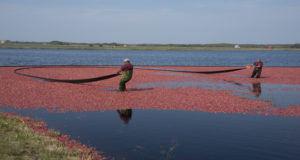 Cranberry Bog