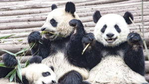Panda Research Center Chengdu, China