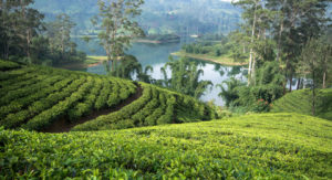 Sri Lanka Tea Estate