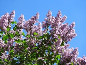 Flowering lilac bush