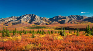 Denali National Park