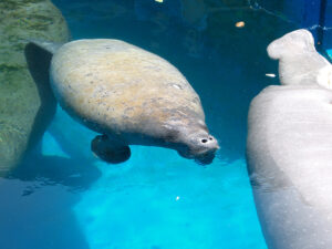 manatees