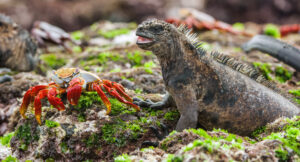 marine iguanas, the Sally lightfoot crab