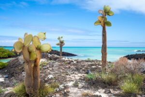 El Garrapatero beach