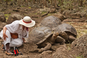 Galapagos tortoise