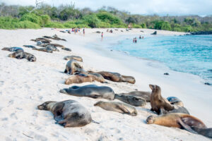 Galapagos Islands sea lions