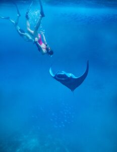 Manta Ray Snorkeling