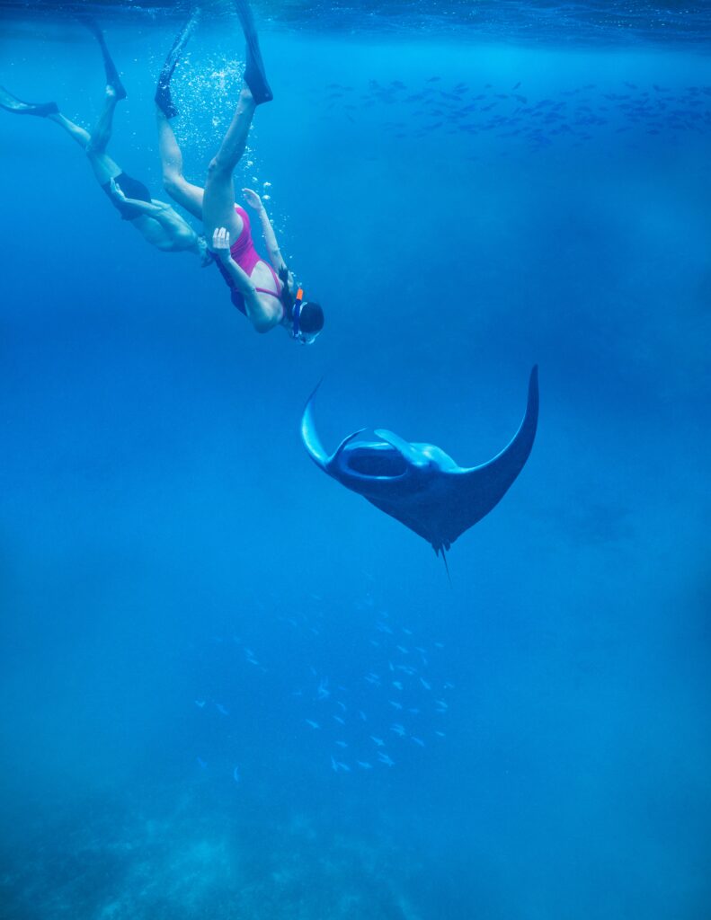 Manta Ray Snorkeling