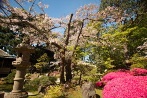 tea garden