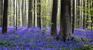 bluebells