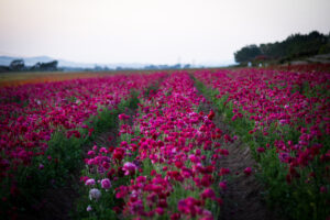 Flower Fields