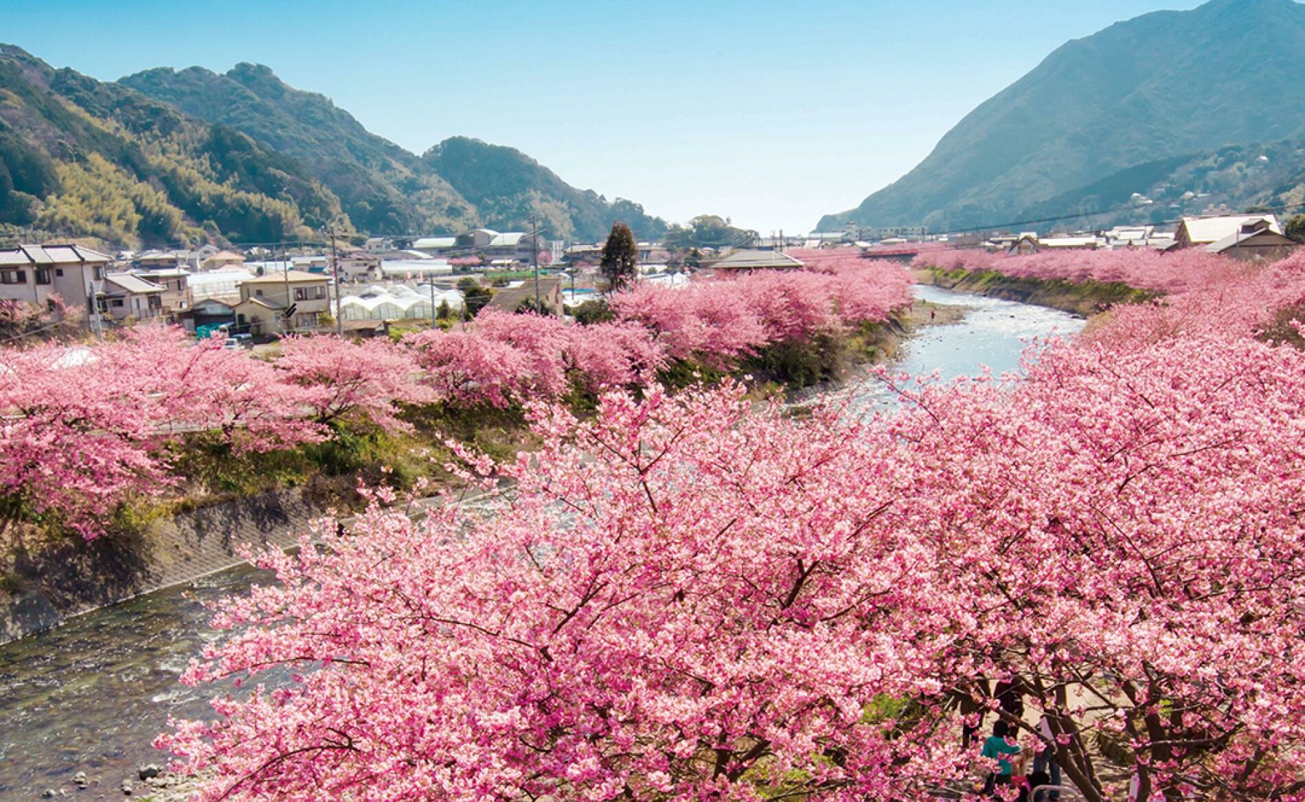 shizuoka cherry blossom Global Traveler