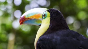 Toucan