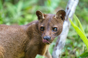 fossa