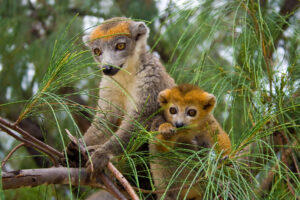 crowned lemurs