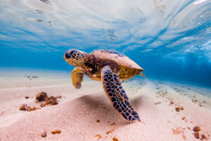 green sea turtle