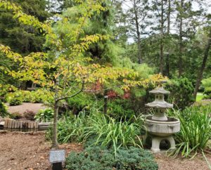 Garden Cherry Tree