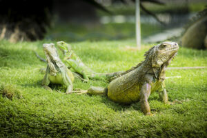 Seminario Park, also known as Iguana Park