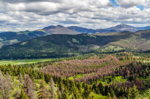 Helena National Forest