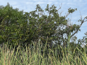 Iguana hiding