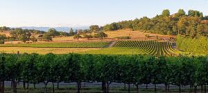 DANCIN Vineyards, Rogue Valley