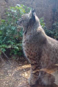 High Desert Museum