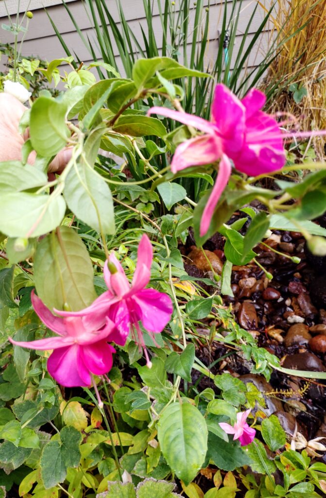 Fall garden