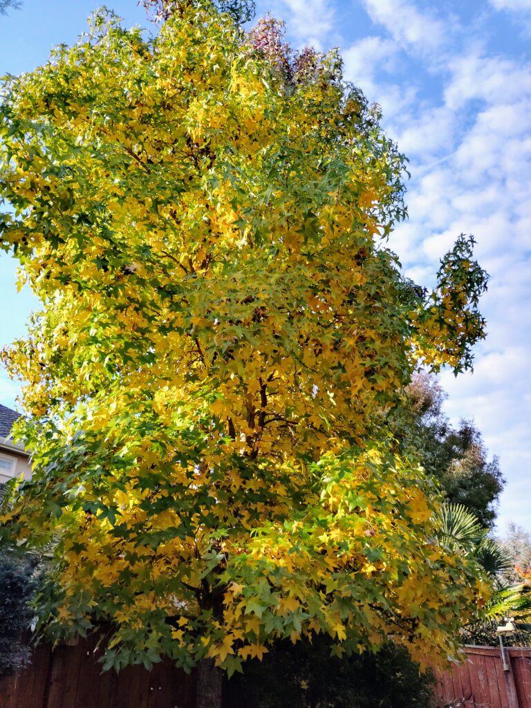 Fall garden