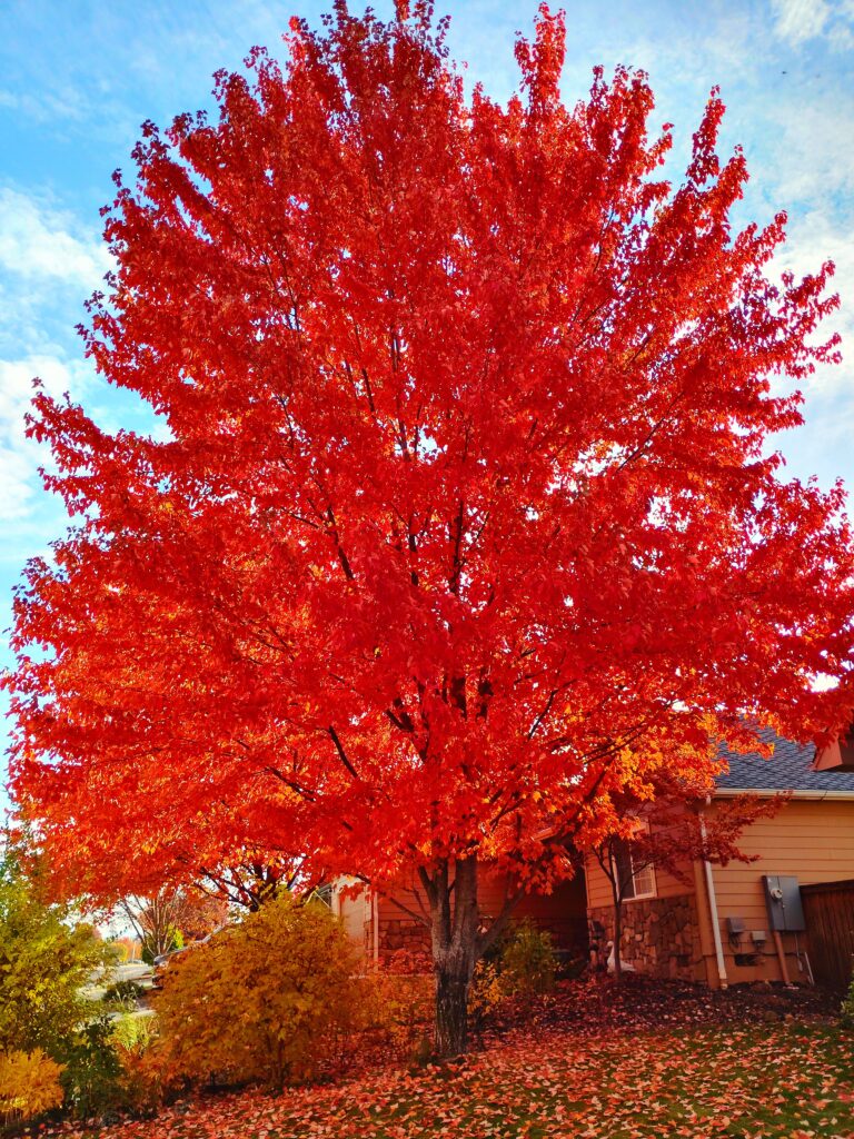 Fall garden