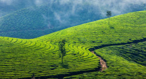 Green tea plantations in Munnar, Kerala