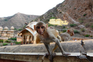 Galwar Bagh, the monkey temple