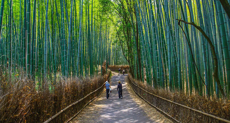 Arashiyama Bamboo Grove