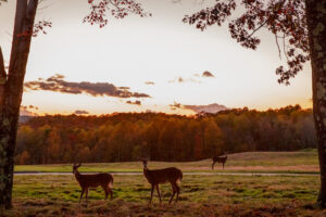 Nemacolin Woodlands Resort