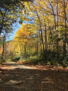 Mount Mitchell State Park