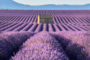 Provence, France, plateau de Valensole