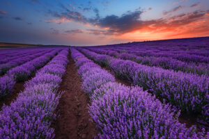 Burgas, Bulgaria, lavender farms