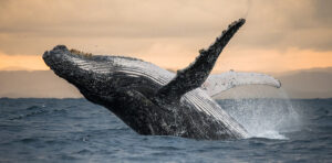 Madagascar humpback whales