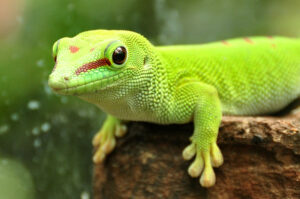 Gecko